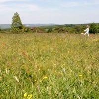 Green spaces and wellbeing